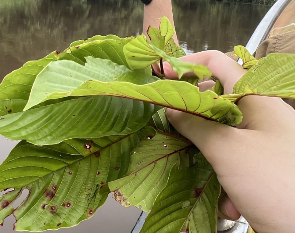 Jakými způsoby můžete konzumovat kratom?